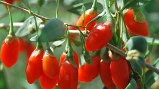 宁夏枸杞的特征如何选购宁夏枸杞