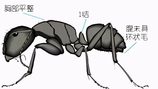 十二种常见蚂蚁的鉴别要点 墨西哥蚂蚁虫珀鉴别