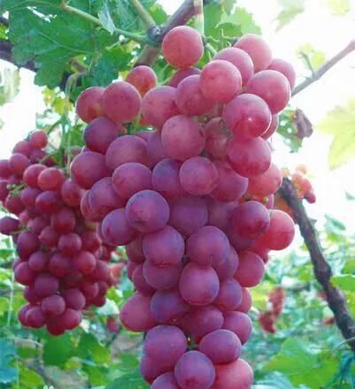 解锁葡萄新吃法 冻葡萄网红吃法