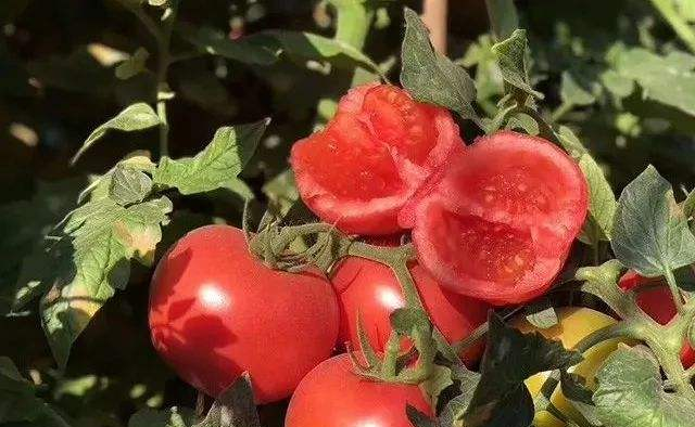 西红柿怎么保存才不失鲜