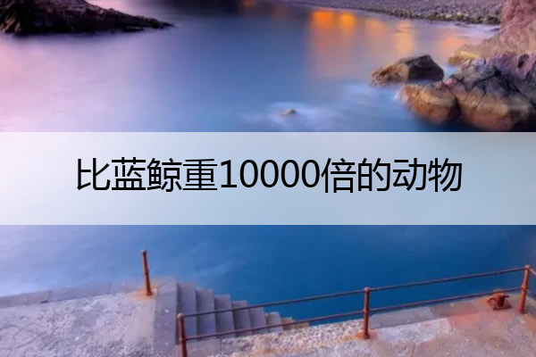 比蓝鲸重10000倍的动物 比蓝鲸重10000倍的动物的作文