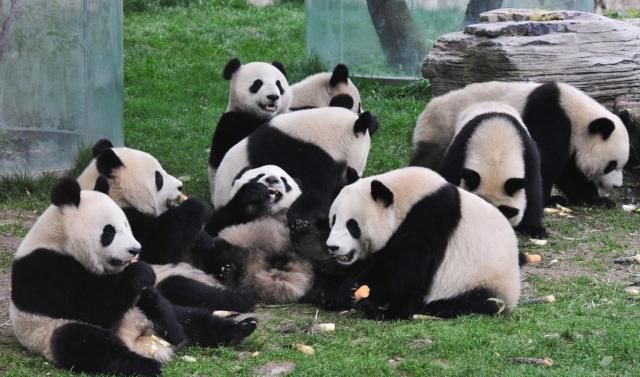 大熊猫究竟有多可爱 大熊猫可爱超萌