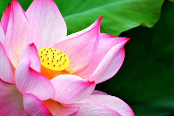 荷花的象征意义