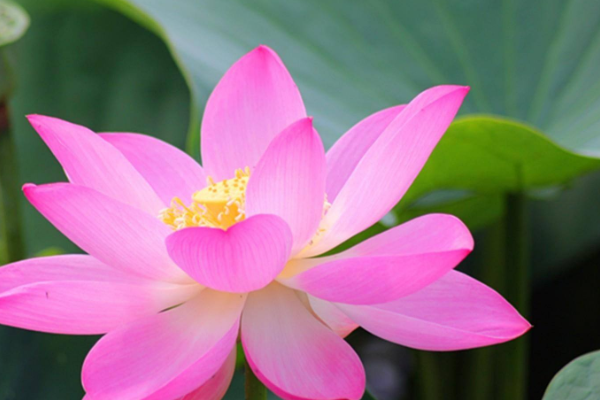 荷花的象征意义