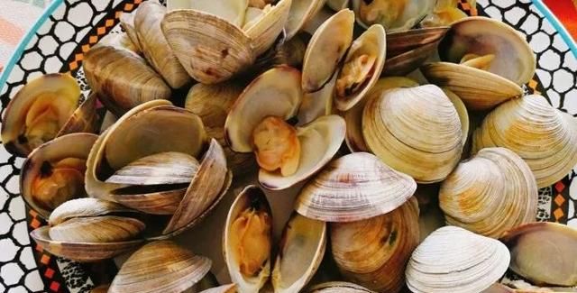 花甲蛏子扇贝怎么区分图4