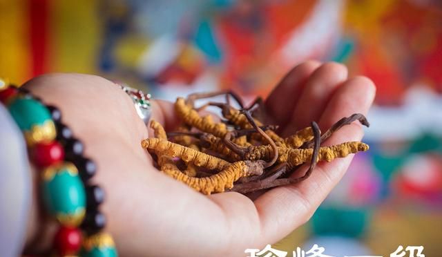 冬虫夏草买回家需要放冰箱吗 买回家的冬虫夏草需要洗吗