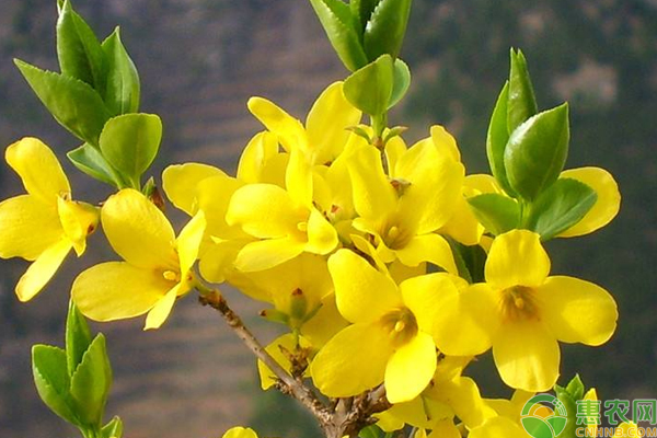 迎春花是什么颜色 迎春花的花语是什么