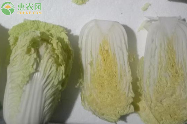如何区分娃娃菜和大白菜