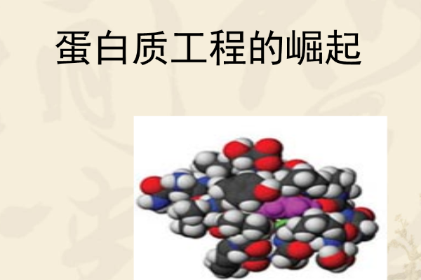 蛋白质工程的基本途径是什么
