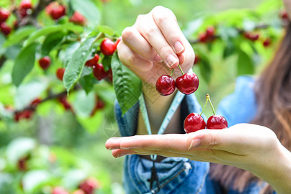 迎客松在黄山的哪个位置