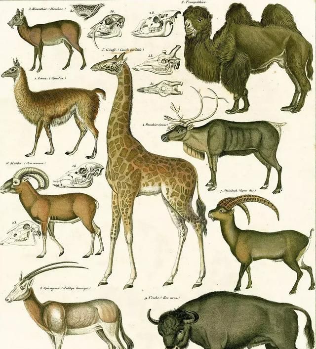 偶蹄目动物世界解析 食肉动物都是偶蹄目吗