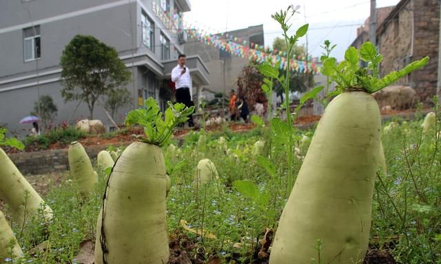 冬吃萝卜夏吃姜多喝萝卜汤图8