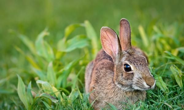 兔肉浑身都是宝 兔肉治疗什么病