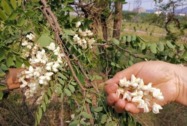 槐花里有蚂蚁怎么彻底去除