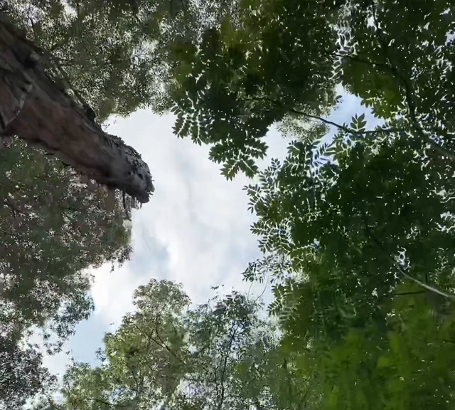 次粉是什么意思饭圈图4