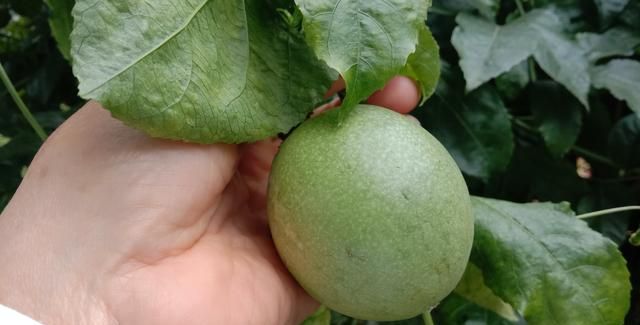 百香果与鸡蛋果有何区别(鸡蛋果怎么会是百香果呢)图2