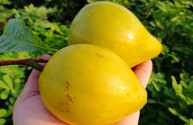 百香果与鸡蛋果有何区别(鸡蛋果怎么会是百香果呢)图3