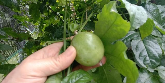 百香果与鸡蛋果有何区别(鸡蛋果怎么会是百香果呢)图6