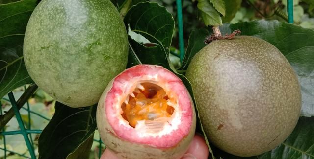 百香果与鸡蛋果有何区别(鸡蛋果怎么会是百香果呢)图8