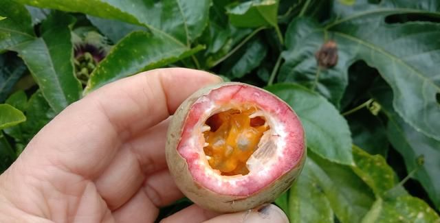 百香果与鸡蛋果有何区别(鸡蛋果怎么会是百香果呢)图9