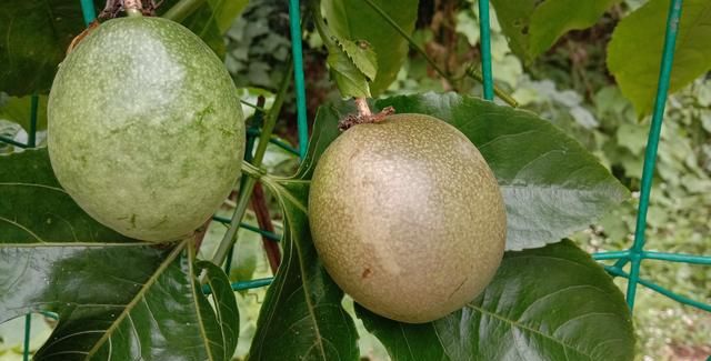 百香果与鸡蛋果有何区别(鸡蛋果怎么会是百香果呢)图10