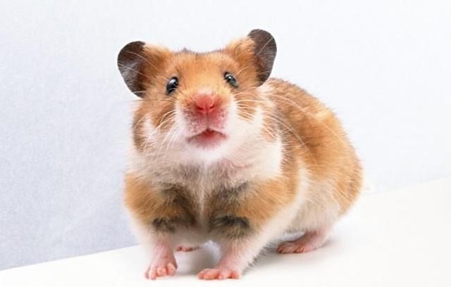 灭老鼠的药有用吗