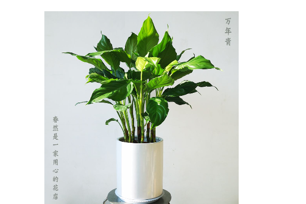 万年青代表什么意思