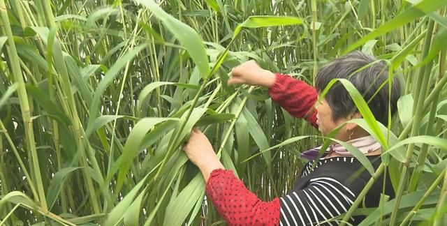 粽子怎么包不粘叶子 现在的粽子为什么不香没有粽叶味