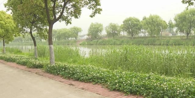 粽子怎么包不粘叶子(现在的粽子为什么不香没有粽叶味)图2