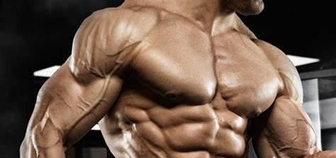 增强肌力和肌肉耐力的训练 增肌是肌肉变多还是变粗了