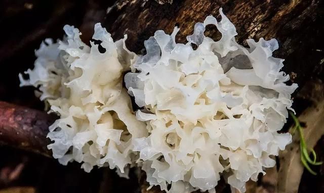 煮银耳汤真能补充胶原蛋白吗(吃银耳汤真的补充胶原蛋白吗)图8