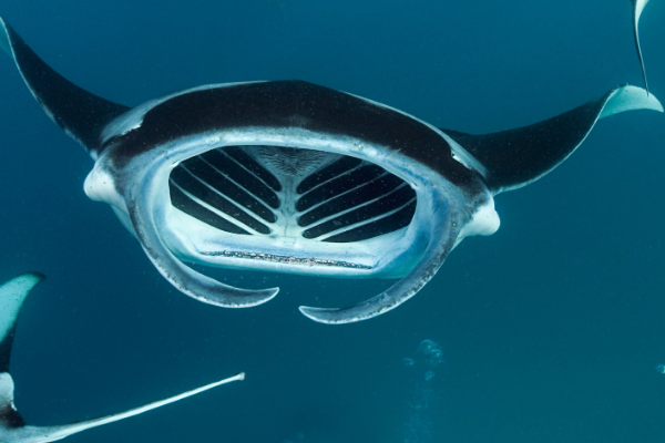 魔鬼鱼为什么叫魔鬼鱼