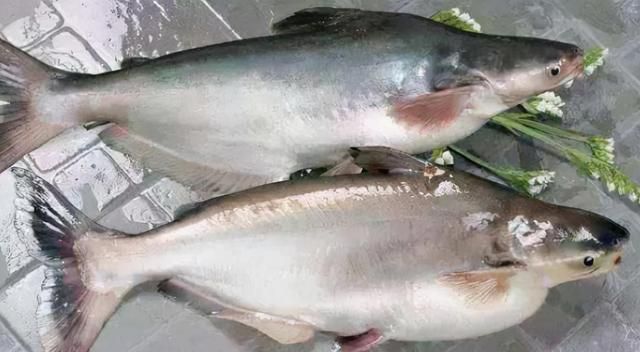 哪些鱼和巴沙鱼一样没小刺 巴沙鱼好吃吗有没有小刺