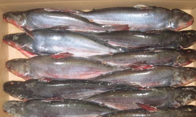 哪些鱼和巴沙鱼一样没小刺(巴沙鱼好吃吗有没有小刺)图5