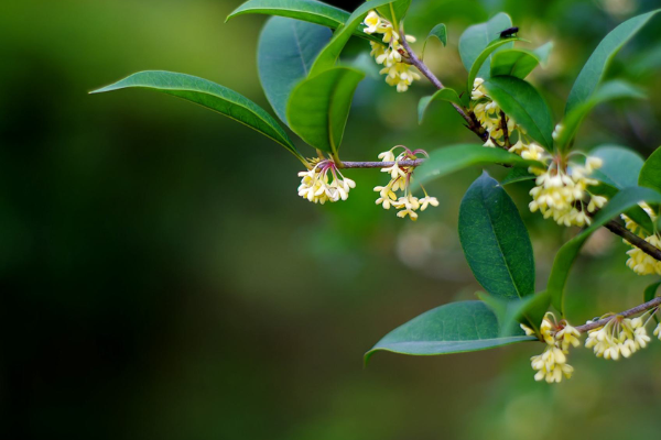 桂花的常见品种有哪些