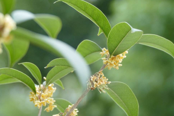 桂花的常见品种有哪些