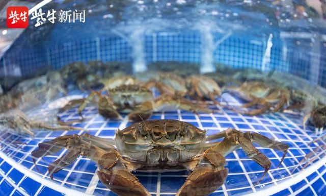 大闸蟹又到一年吃蟹季 大闸蟹哪个季节最好吃又便宜