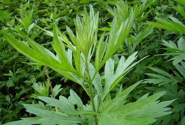 怎么保存艾草又嫩又好吃,多余的艾草怎么保存下次做青团图2