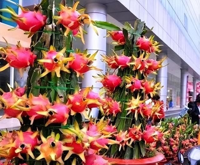 火龙果是不是埋在土里就行,火龙果发芽前把它放到什么地方图1