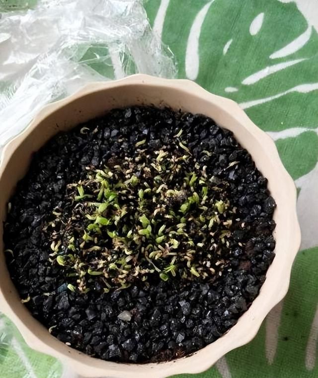 火龙果是不是埋在土里就行,火龙果发芽前把它放到什么地方图4