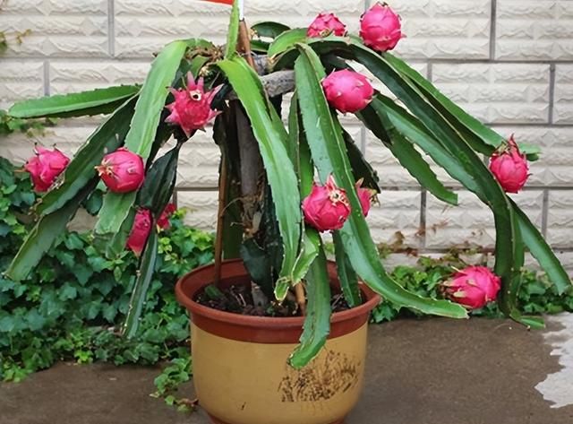 火龙果是不是埋在土里就行,火龙果发芽前把它放到什么地方图5