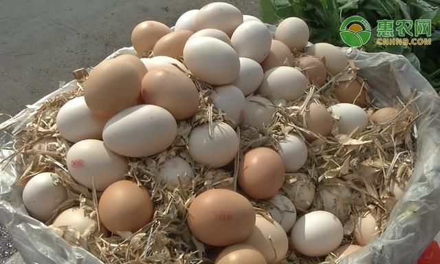 鸡蛋目前市场价格是多少?鸡蛋可以保存多久呢图1
