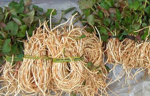 它虽然长得不出众，却能治痛风！经常拿它泡水喝，尿酸轻松降下来图2