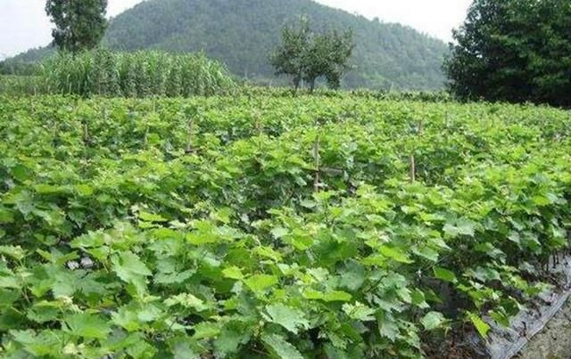 盆栽葡萄技术教程(盆栽葡萄的种植技术和管理方法)图1
