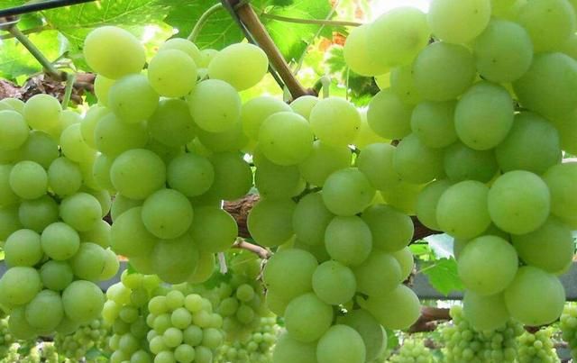 盆栽葡萄技术教程(盆栽葡萄的种植技术和管理方法)图3