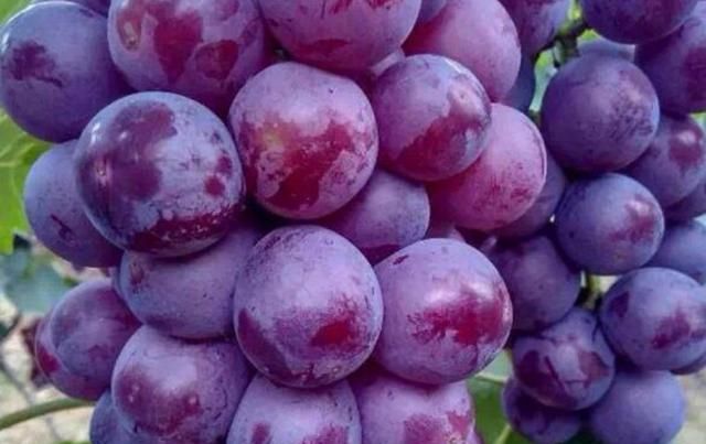 盆栽葡萄技术教程(盆栽葡萄的种植技术和管理方法)图4