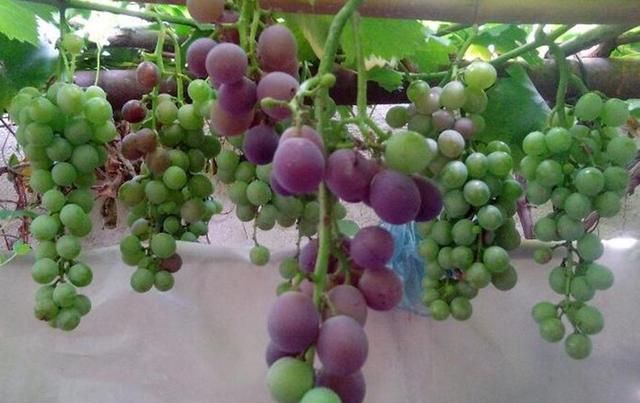 盆栽葡萄技术教程(盆栽葡萄的种植技术和管理方法)图5