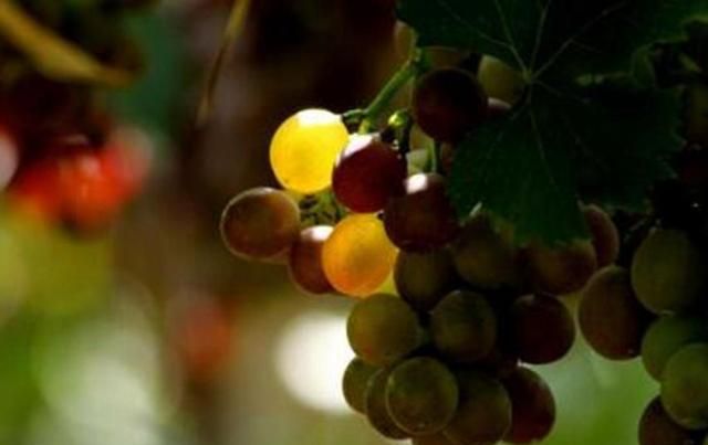 盆栽葡萄技术教程(盆栽葡萄的种植技术和管理方法)图6