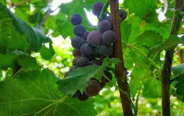 盆栽葡萄技术教程(盆栽葡萄的种植技术和管理方法)图7