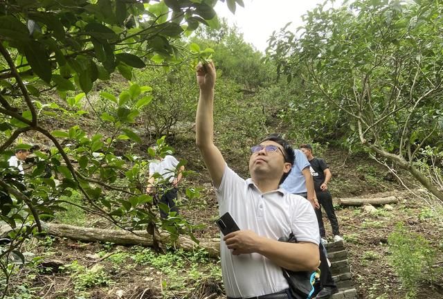茶艺茶道茶文化的区别图4